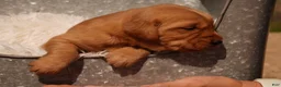 Golden Retriever dogs for sale: Max - AKC, Genetically Clear - Ad 5