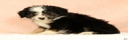 Mini Aussiedoodle dogs for sale: Lassie - Ad 5