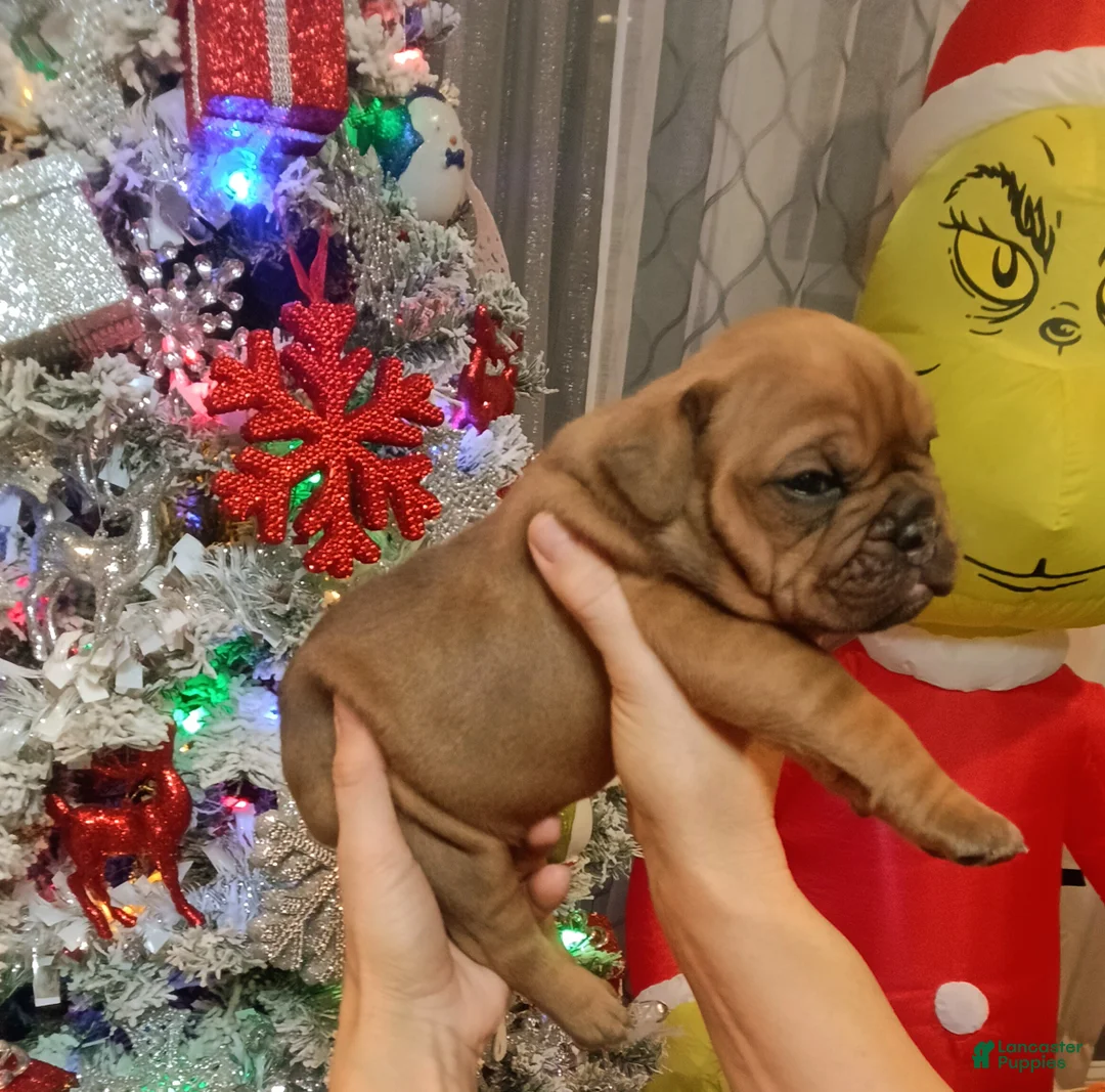 Olde English Bulldogge dogs for sale: Olde English Bulldogge Puppy 4 - Ad 3