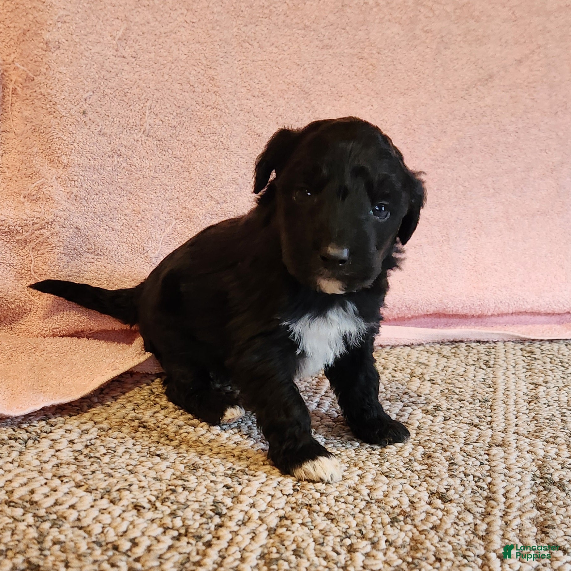 Portuguese Water Dog dogs Everest - Ad 15