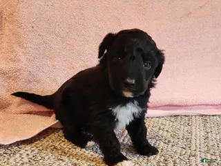 Portuguese Water Dog dogs Everest - Ad 15