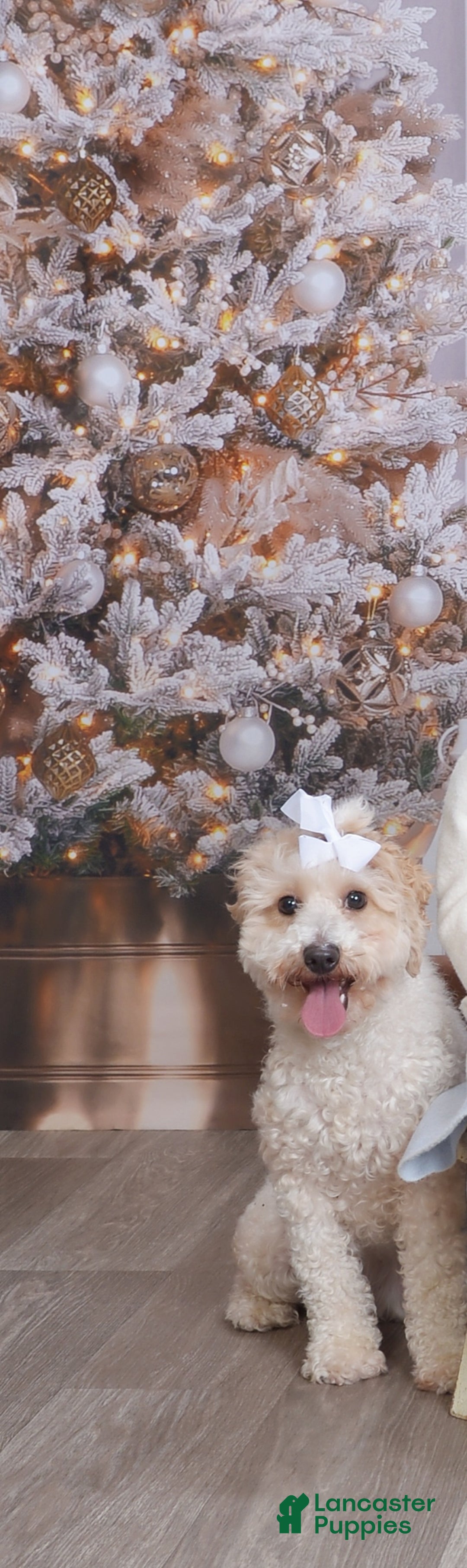 Cavapoo dogs for sale: Upcoming Litter - Ad 1