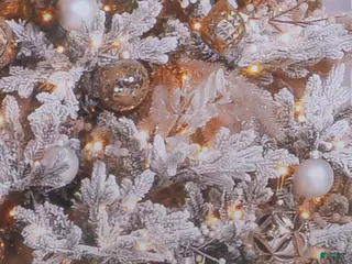 Cavapoo dogs Upcoming Litter - Ad 27