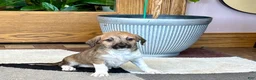 Mixed Breed dogs for sale: Italian greyhound/Havanese Sally  - Ad 6