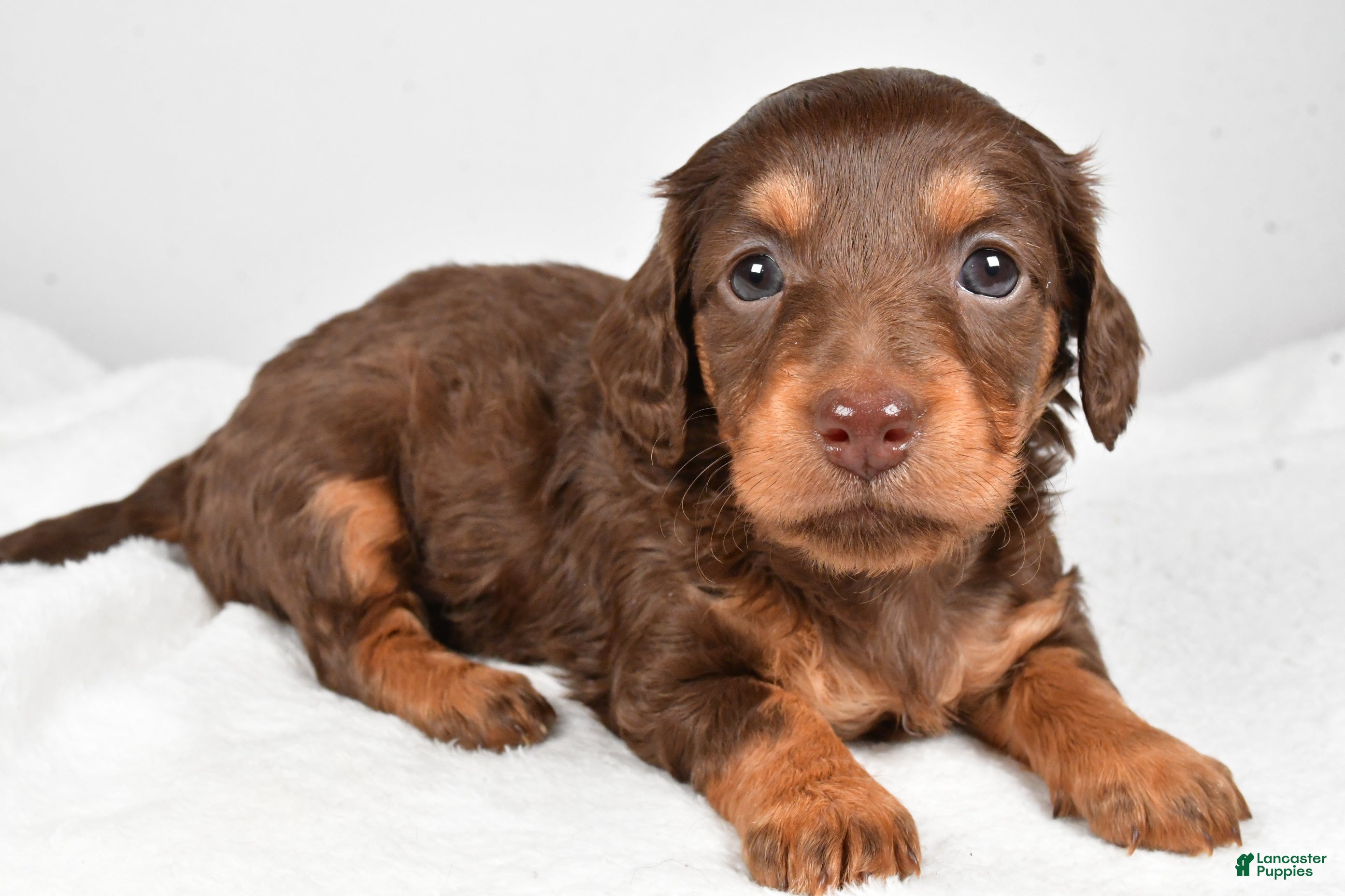 Miniature Dachshund dogs Callie - Ad 41