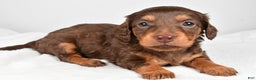 Miniature Dachshund dogs for sale: Callie - Ad 1