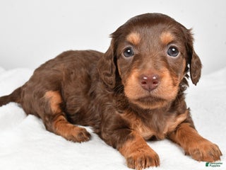 Miniature Dachshund dogs Callie - Ad 41