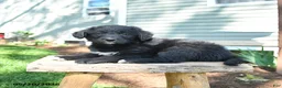 Mixed Breed dogs for sale: Sophia - Ad 4