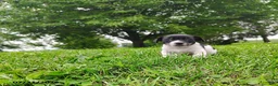 Jack Russell Terrier dogs for sale: Rosa - Ad 2