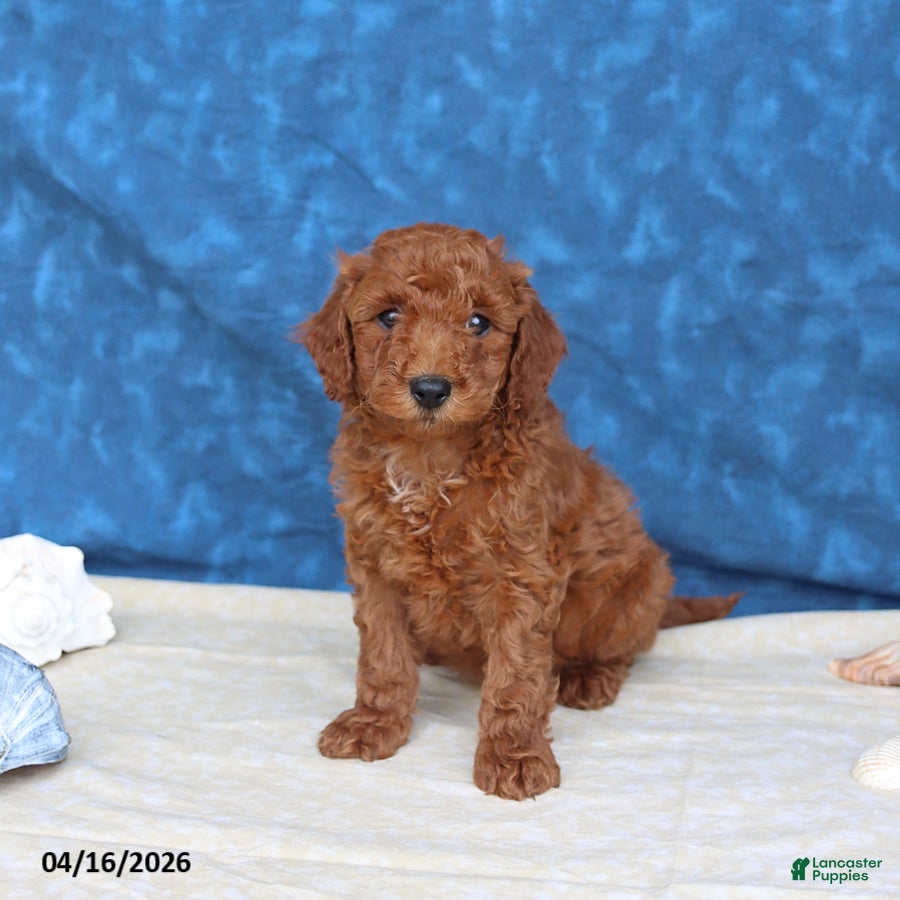 Goldendoodle dogs Clifford - Ad 1