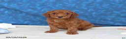 Goldendoodle dogs for sale: Clifford - Ad 1