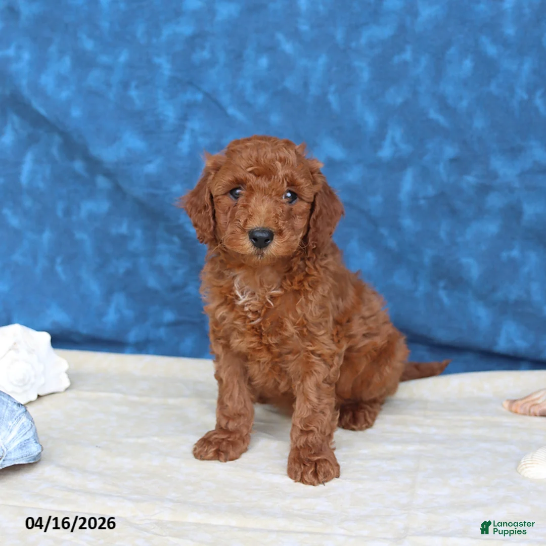 Goldendoodle dogs for sale: Clifford - Ad 1