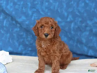 Goldendoodle dogs for sale: Clifford - Ad 4