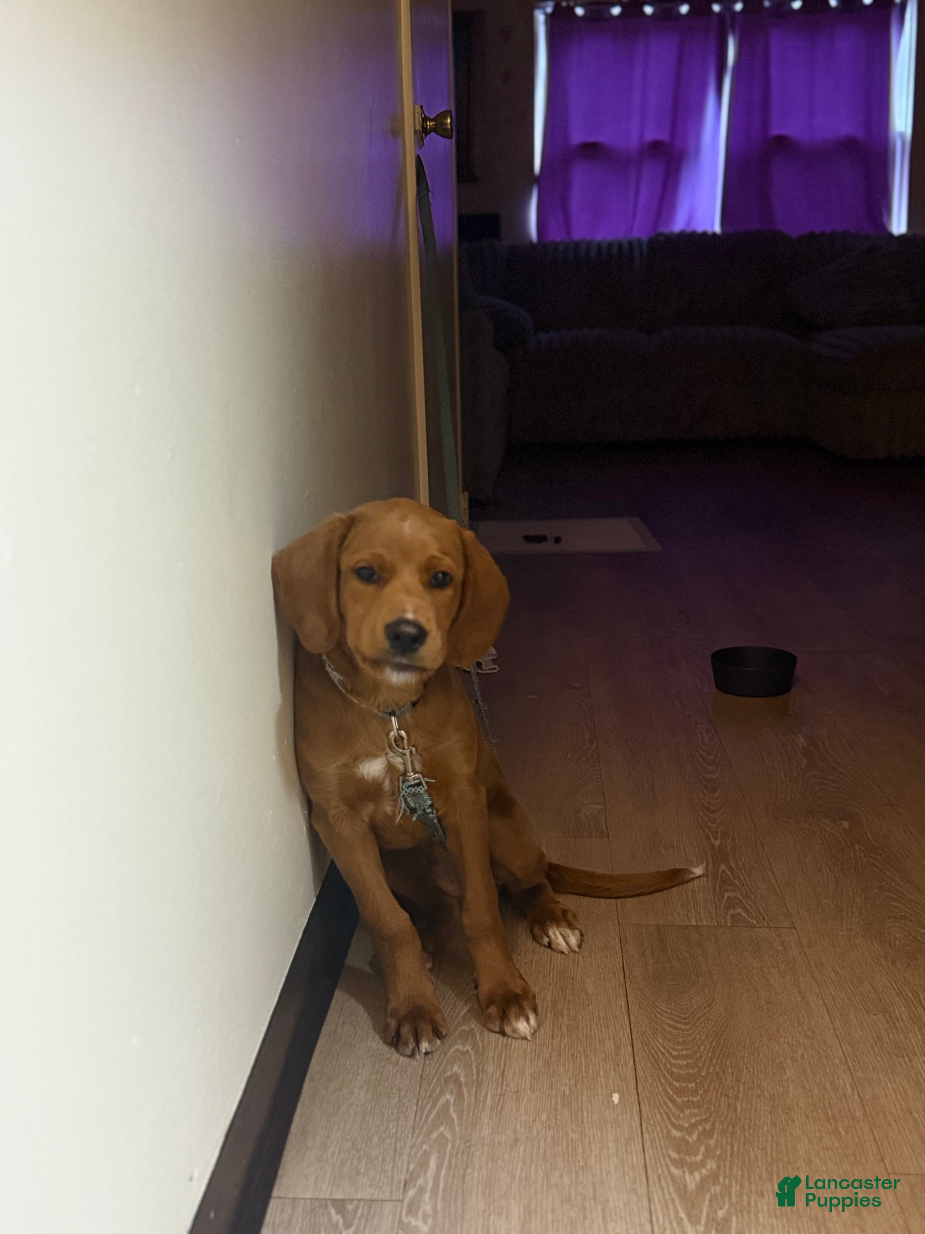 Mixed Breed dogs Barney  - Ad 39