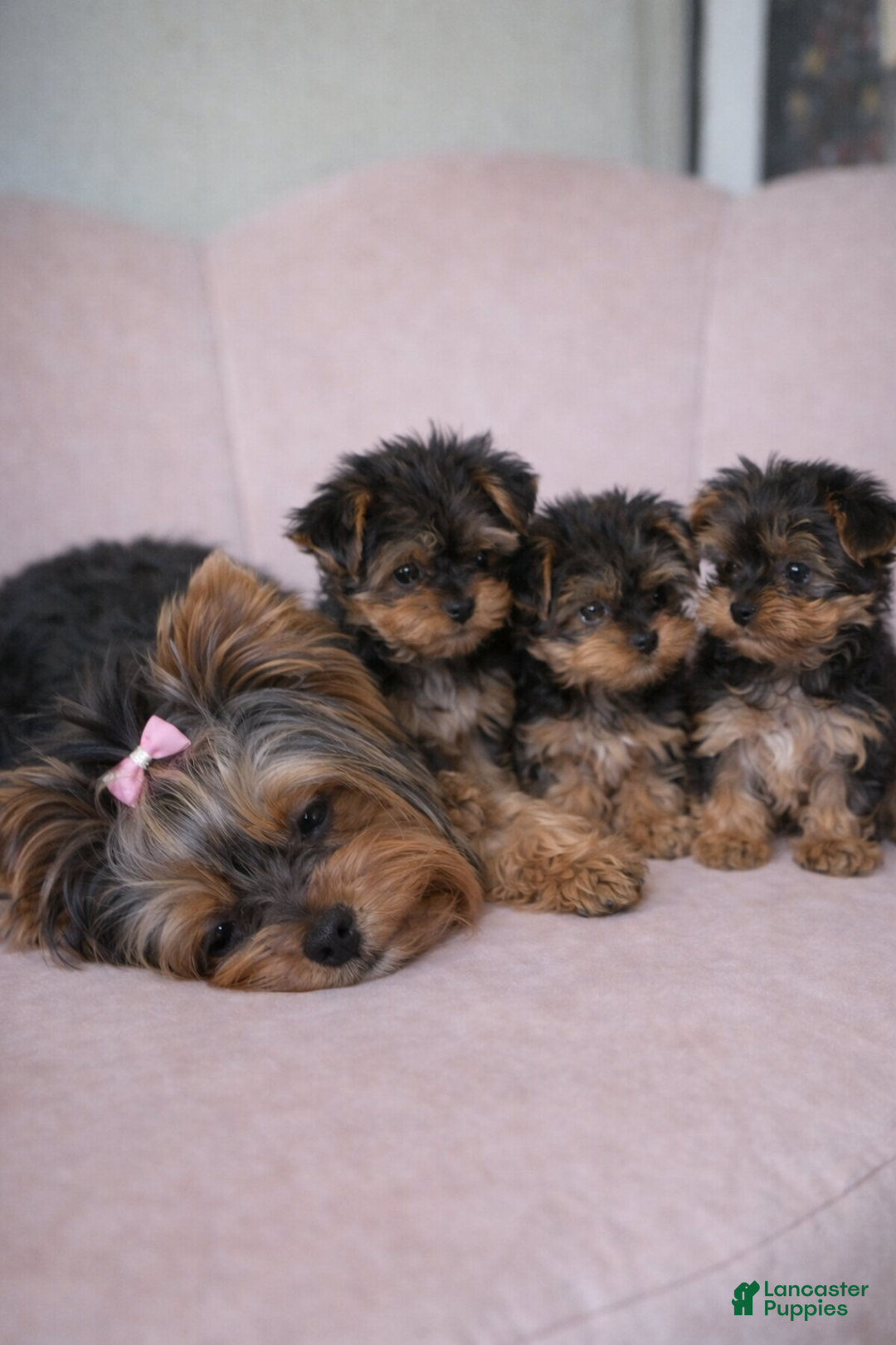 Yorkshire Terrier dogs for sale: 🐾 Puppy #3 – Emma (Female) - Ad 5