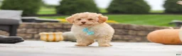 Cavapoo dogs for sale: Sven - Ad 5