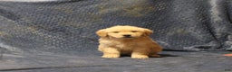 Golden Retriever dogs for sale: Carl - Ad 1