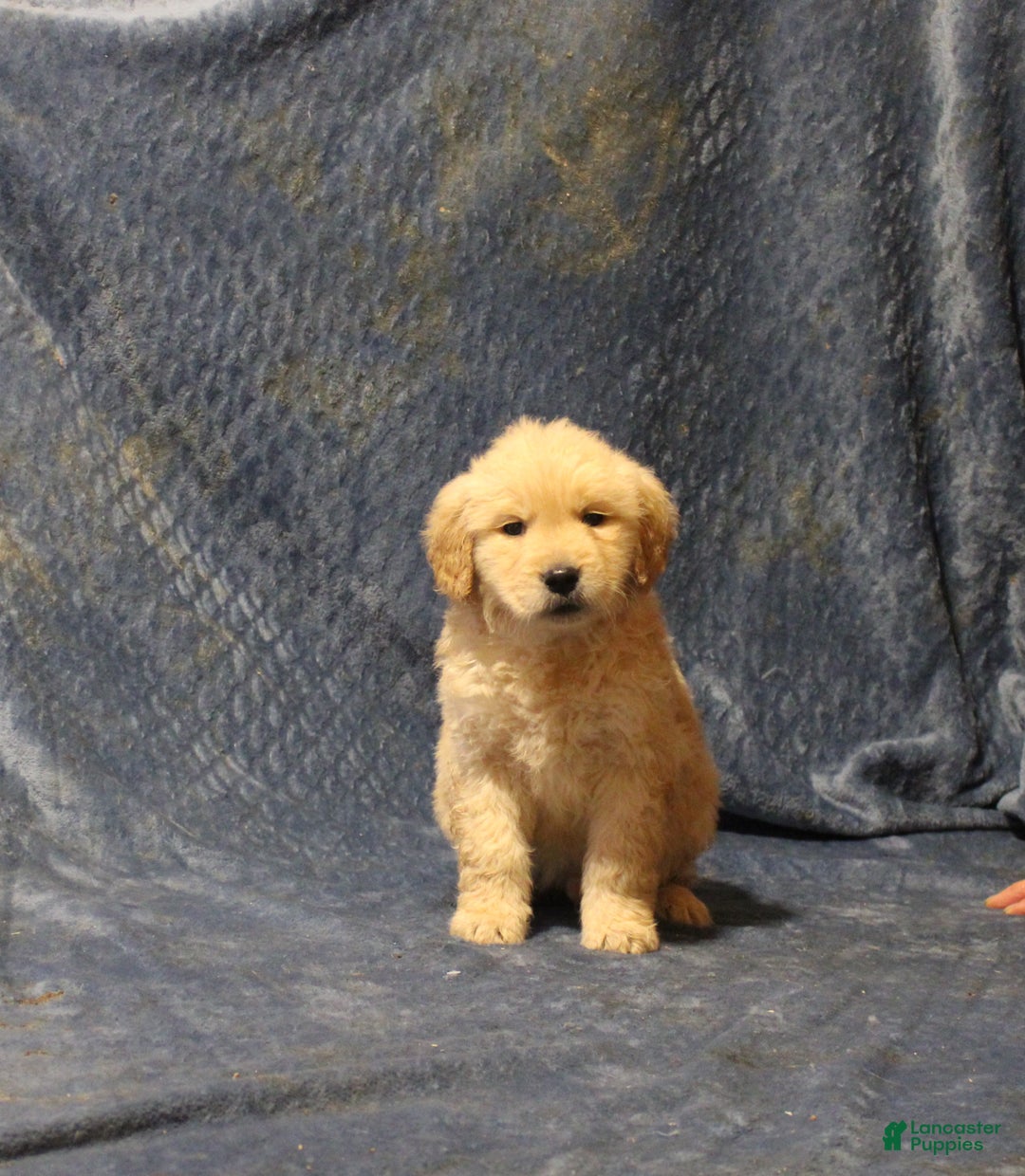 Golden Retriever dogs for sale: Carl - Ad 1