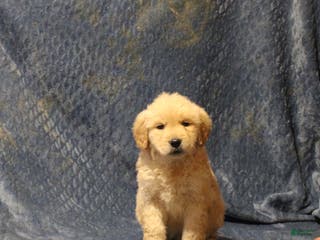 Golden Retriever dogs Carl - Ad 6