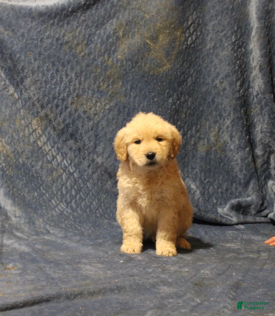 Golden Retriever dogs for sale: Carl - Ad 1