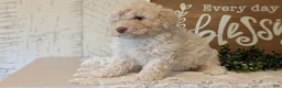Maltipoo dogs for sale: Daisy - Ad 5