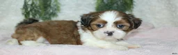 Shih Tzu dogs for sale: Shih Tzu 3 - Ad 3