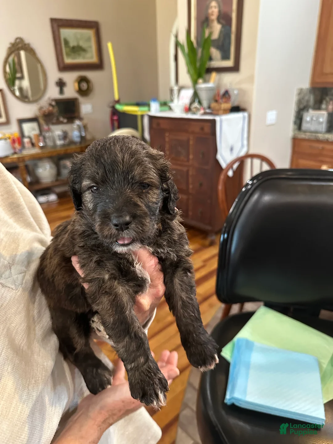 Mixed Breed dogs for sale: Male # 6 English Shepherd Doodle  - Ad 2