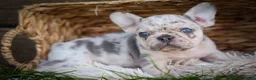 French Bulldog dogs for sale: 🐾 Meet Knox — A Happy Little Frenchie with Plenty of Love to Give! 🐾 - Ad 20