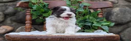 Havanese dogs for sale: Niles - Ad 10
