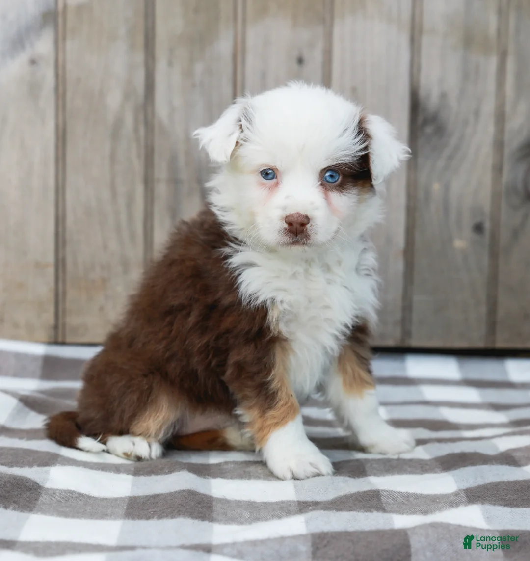 Australian Shepherd dogs for sale: Ruby - Ad 1