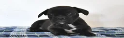 Mixed Breed dogs for sale: Luke - Ad 3