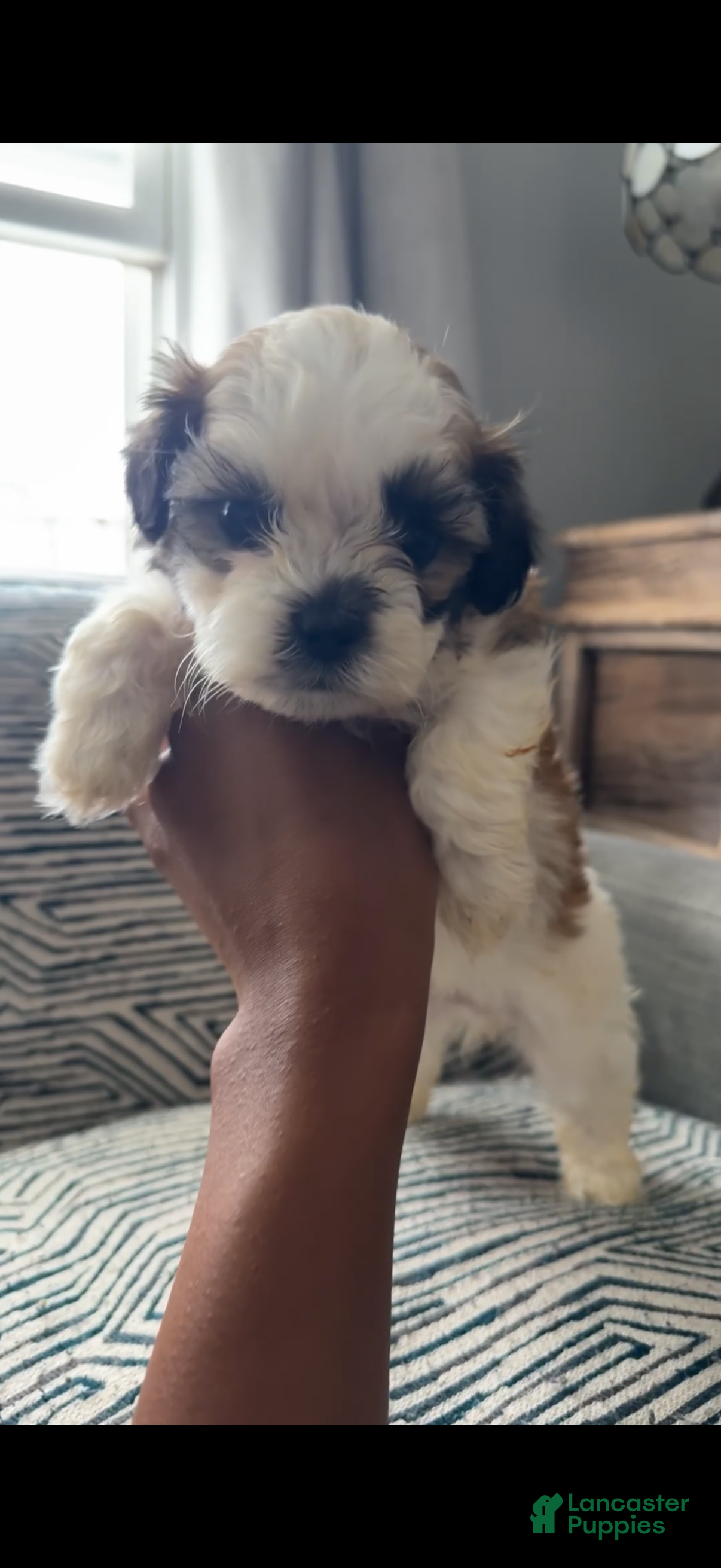 Teddy Bear dogs Russl - Ad 35