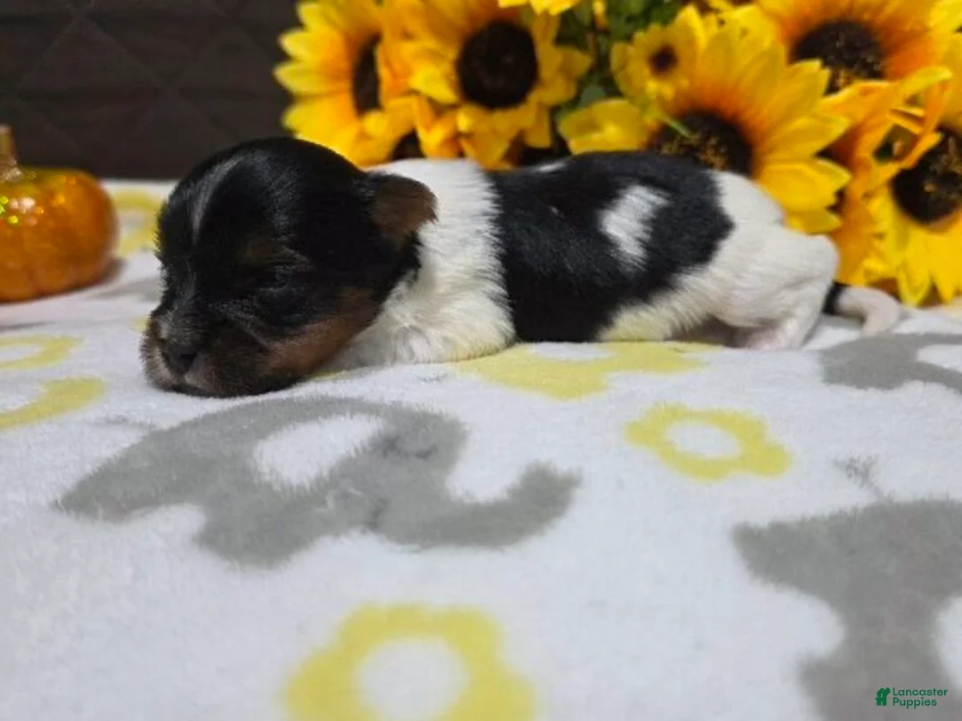 Biewer Terrier dogs for sale: Milo - Ad 2