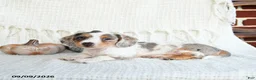 Miniature Dachshund dogs for sale: Shark  - Ad 5