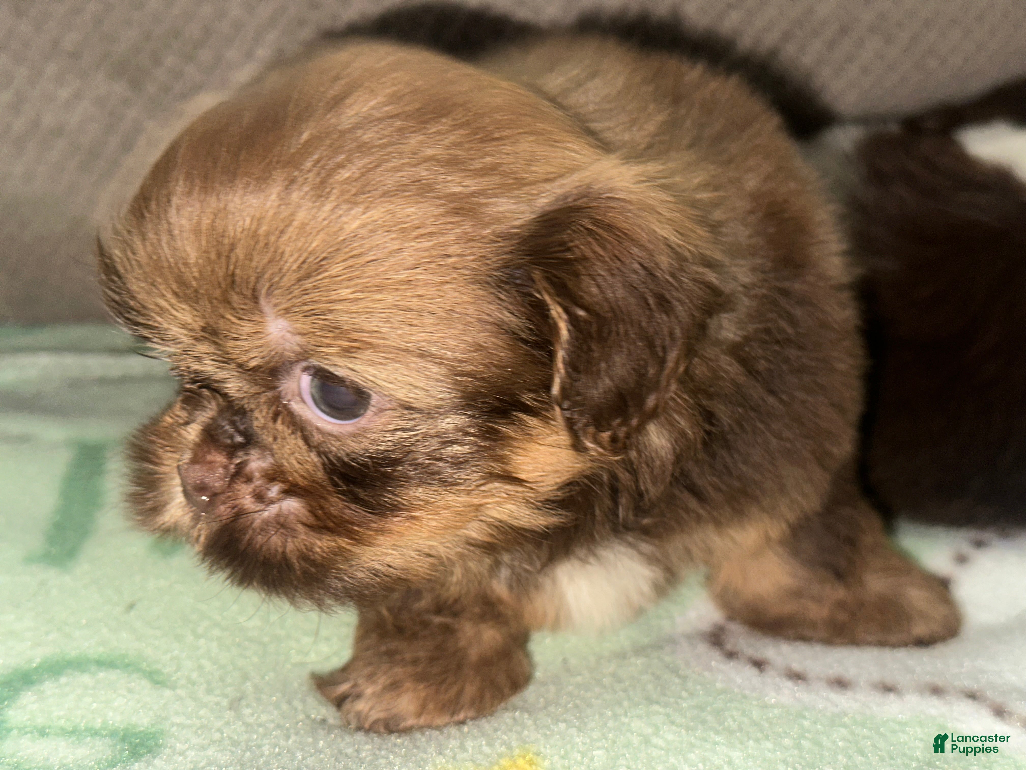 Shih Tzu dogs Gio - Ad 2