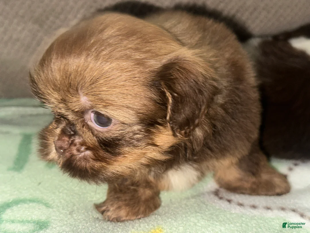 Shih Tzu dogs for sale: Gio - Ad 2