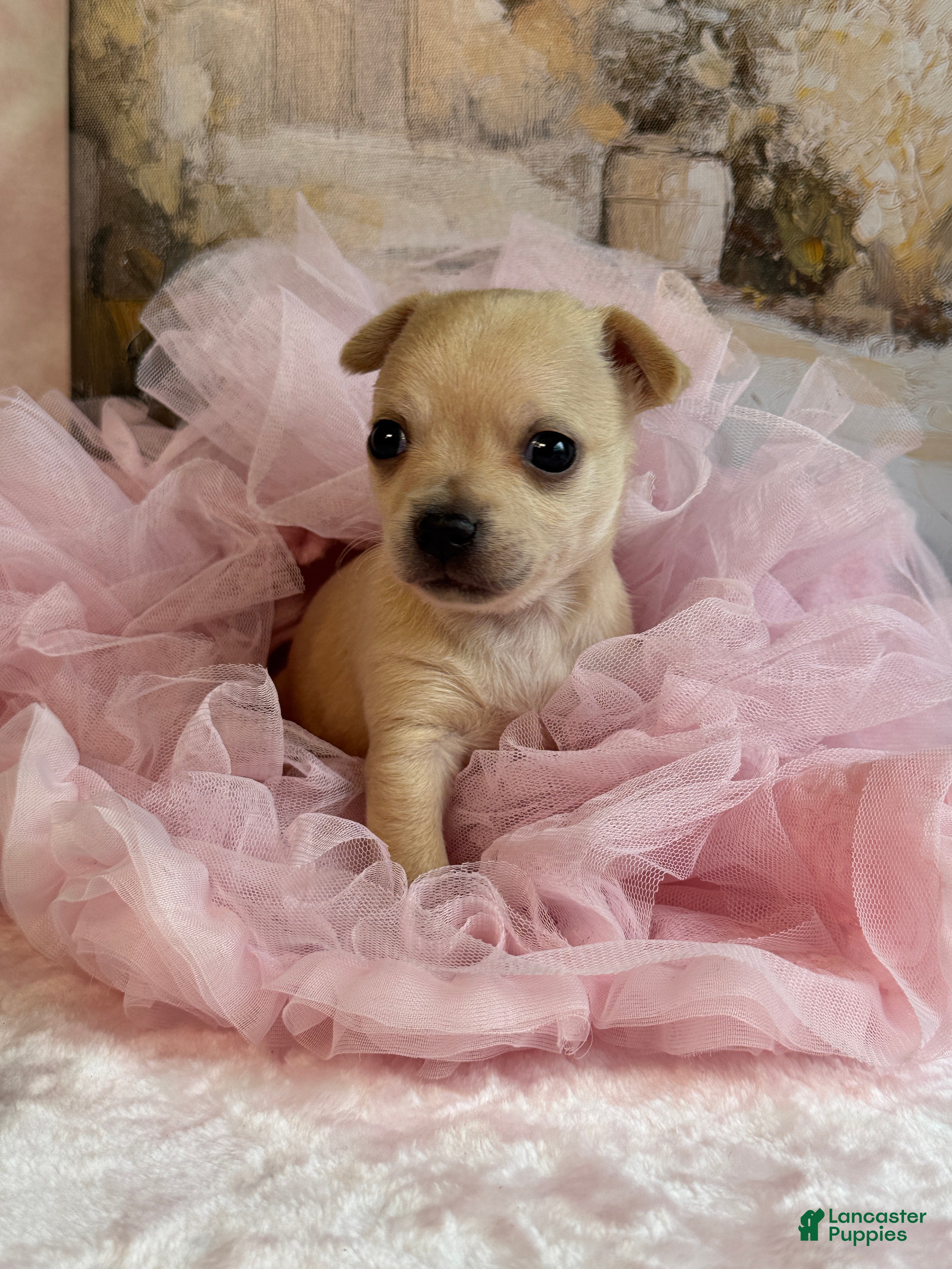 Chihuahua dogs Christmas  - Ad 2