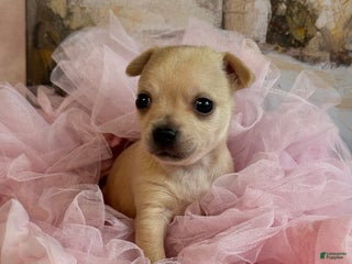 Chihuahua dogs Christmas - Ad 2