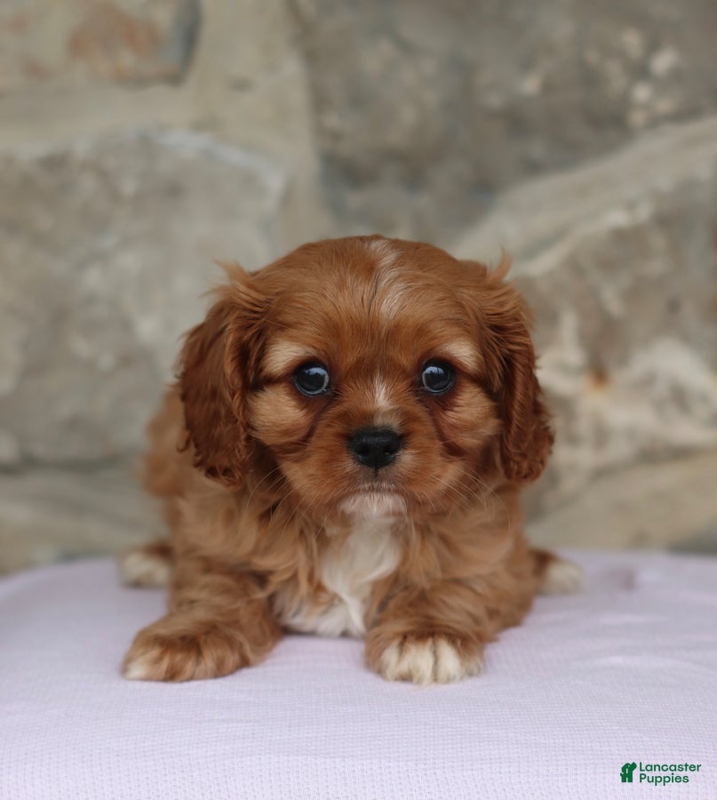 Cavalier King Charles Spaniel dogs Harley - Ad 2