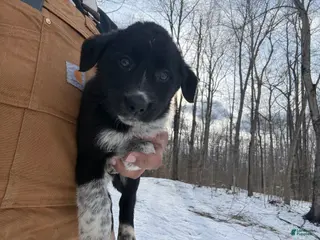 Border Collie dogs Border Collie Puppy 3 - Ad 2