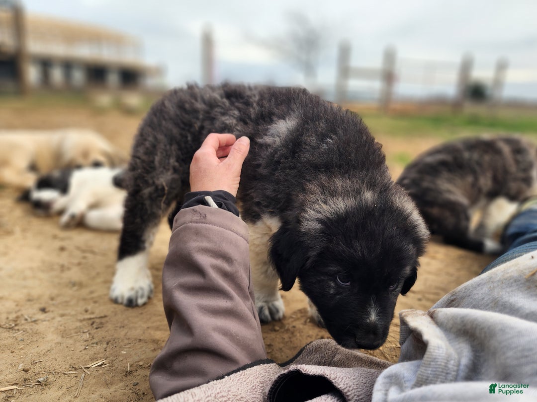 Anatolian Shepherd dogs for sale: Zena 2025 M1 - Ad 6