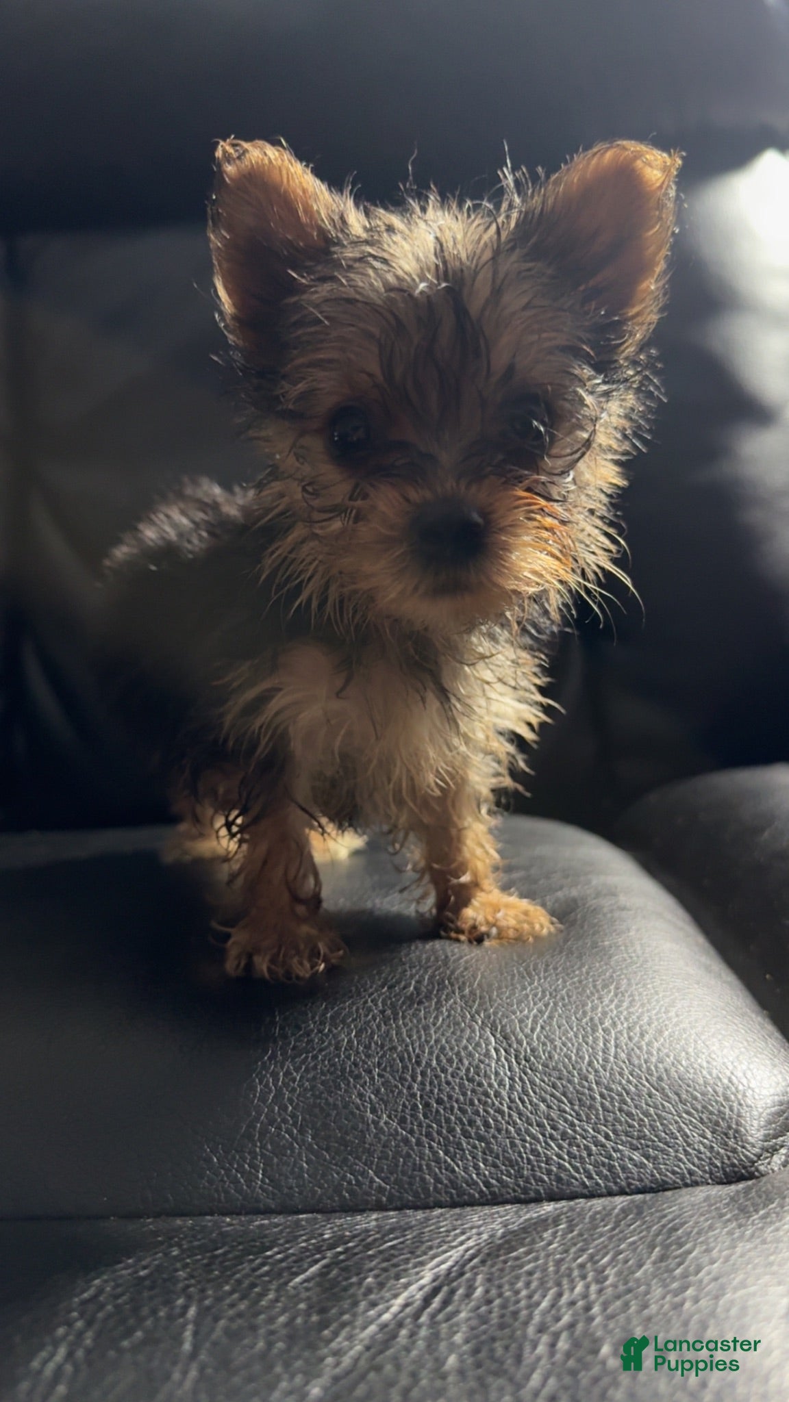 Yorkshire Terrier dogs Yoshi - Ad 2