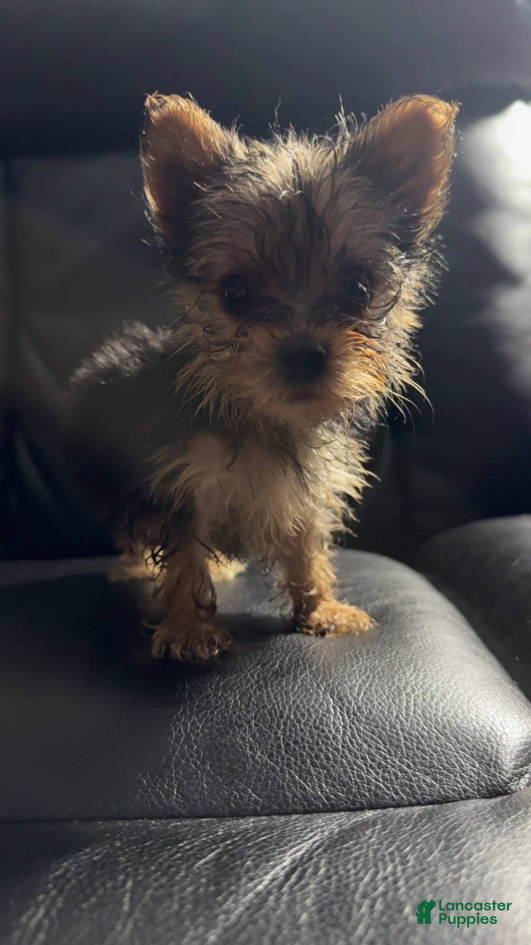 Yorkshire Terrier dogs for sale: Yoshi - Ad 2