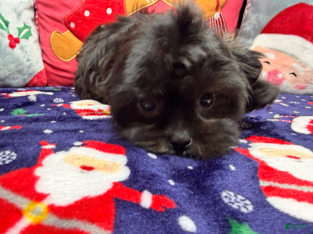 Malshi dogs for sale: Daiyu - Ad 6