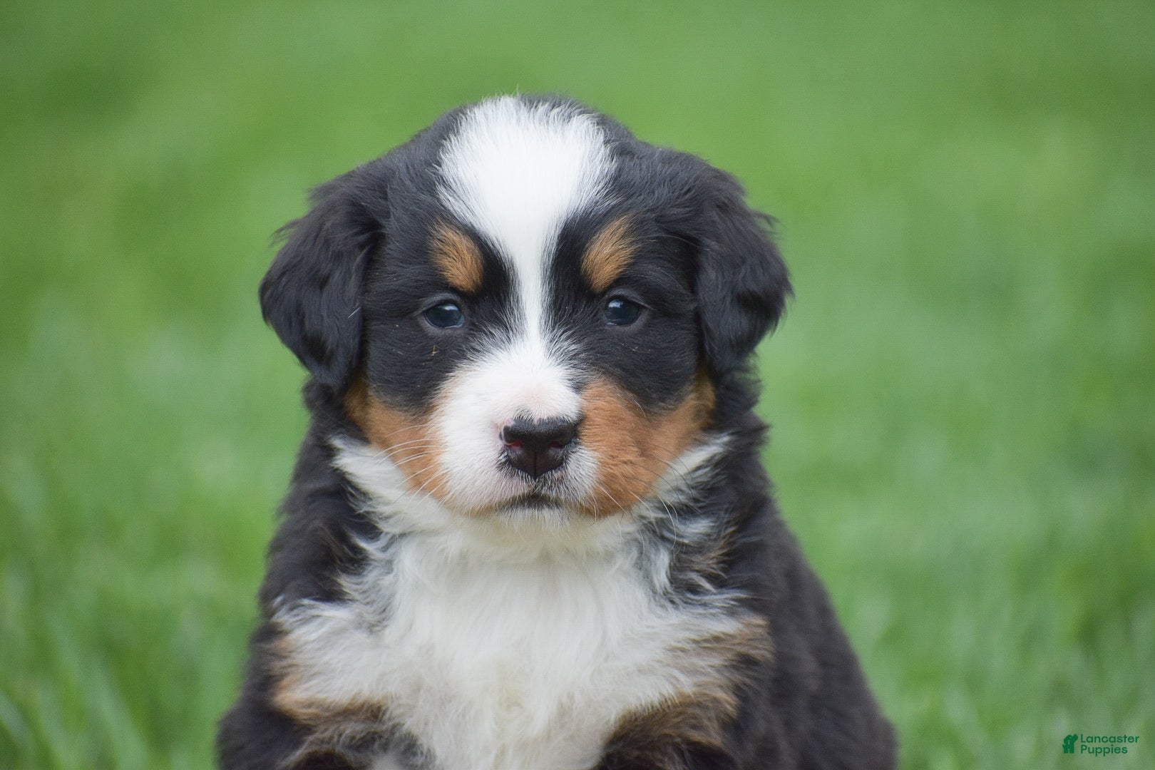 Bernese Mountain Dog dogs for sale: Meadow - Ad 2