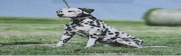 Dalmatian dogs for sale: Duchess - Ad 5