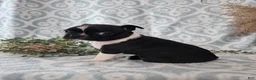 Boston Terrier dogs for sale: Boston Terrier Puppy 2 - Ad 8