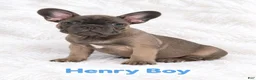 French Bulldog dogs for sale: French Bulldog Puppy Male Ready to Go AKC!!  - Ad 6