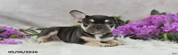 French Bulldog dogs for sale: Henrick - Ad 2