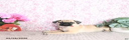 Pug dogs for sale: Lulu - Ad 3